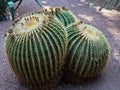 Backlit cactus plants at sunset, Majorelle garden in Marrakech, Morocco Royalty Free Stock Photo