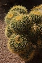 Backlit cactus plants at sunset, Majorelle garden in Marrakech, Morocco Royalty Free Stock Photo