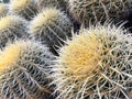 Backlit Cactus Succulent Variety at Local Market Royalty Free Stock Photo