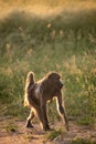 BACKLIT CHACMA BABOON 14