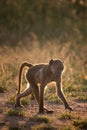 BACKLIT CHACMA BABOON 15