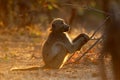 Backlit chacma baboon - Kruger National Park