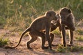 BACKLIT CHACMA BABOON 01