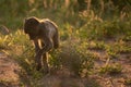 BACKLIT CHACMA BABOON 02