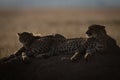 Backlit cheetah and cub lying on mound