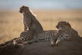 Backlit cheetah and cub on termite mound