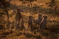 Backlit cheetah sitting with cubs at dusk