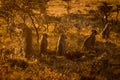 Backlit cheetah sitting with cubs at sunset