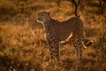 Backlit cheetah standing in grass at sunset