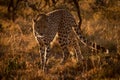 Backlit cheetah turning towards camera at sunset