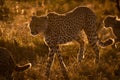 Backlit cheetah walks with cubs at sunset