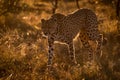 Backlit cheetah walks in savannah at sunset