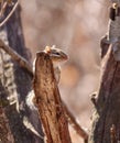 Backlit Chipmunk on Dead Tree Royalty Free Stock Photo