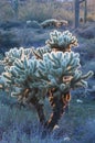 Backlit Cholla Cactus Royalty Free Stock Photo