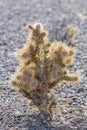 Backlit cholla cactus in the Nevada desert Royalty Free Stock Photo
