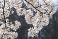 Backlit close-up of a branch full of cherry blossoms in spring. Royalty Free Stock Photo