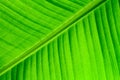 Banana leaf surface as fresh green natural background: backlit close up details of fresh banana leaf structure macro close up