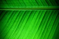 Backlit close up details of fresh banana leaf structure with midrib parallel to the frame on upper third and visible leaf veins