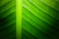 Backlit close up details of fresh banana leaf structure eco green texture background