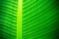 Backlit close up details of fresh banana leaf structure with midrib perpendicular to the frame