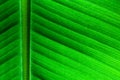 Backlit close up details of fresh banana leaf structure as a natural texture eco green background