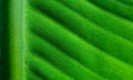 Backlit close up details of fresh banana leaf structure with midrib perpendicular to the frame eco green background texture Royalty Free Stock Photo