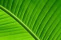 Backlit close up details of fresh green banana leaf structure as a natural texture green background Royalty Free Stock Photo