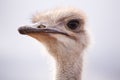 Backlit close-up side portrait of an ostrich Royalty Free Stock Photo