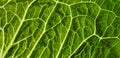 Backlit close up of the surface of a green leaf texture showing detailed veins. Nature or environmental background Royalty Free Stock Photo