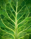 Backlit close up of the surface of a green leaf texture showing detailed veins in various shades of green. Royalty Free Stock Photo