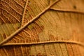 Backlit closeup skeleton of autumn leaf