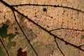 Backlit closeup skeleton of autumn leaf