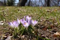 Backlit clump of crocuses in sunshine