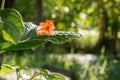 Backlit cordia sebestena flowers on leaf Royalty Free Stock Photo