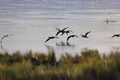 Backlit cormorants in flight over river