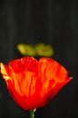 Backlit crimson poppy with blurred yellow daisies