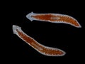 PA4210844 live transparent freshwater triclad flatworms, Girardia tigrina, isolated on black, cECP 2023