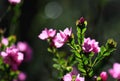 Backlit deep pink flowers of the Australian Native Rose, Boronia serrulata, family Rutaceae Royalty Free Stock Photo