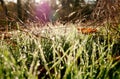 Backlit dew covered grass sparkles in the morning sun. Royalty Free Stock Photo