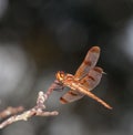 Backlit dragonfly Royalty Free Stock Photo