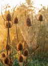 Backlit dried teasel plants.