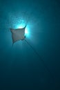 Backlit Eagle ray