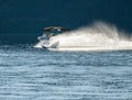 Slalom Water Ski Action Royalty Free Stock Photo