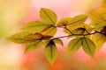 Backlit Elm Leaves