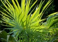 Backlit entwined tropical palm leaves filled with sunlight against black background .