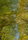 Backlit Fall and autumn leaf canopy Royalty Free Stock Photo