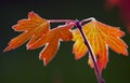 Backlit fall leaves Royalty Free Stock Photo