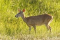 Backlit female deer in tall grass