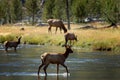 Backlit Female Elk Crossing Stream #2 Royalty Free Stock Photo