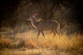 Backlit female greater kudu walks through grass